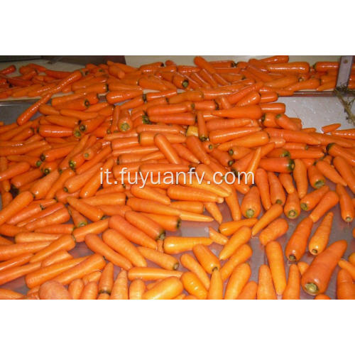 carota fresca dalla provincia di Shandong